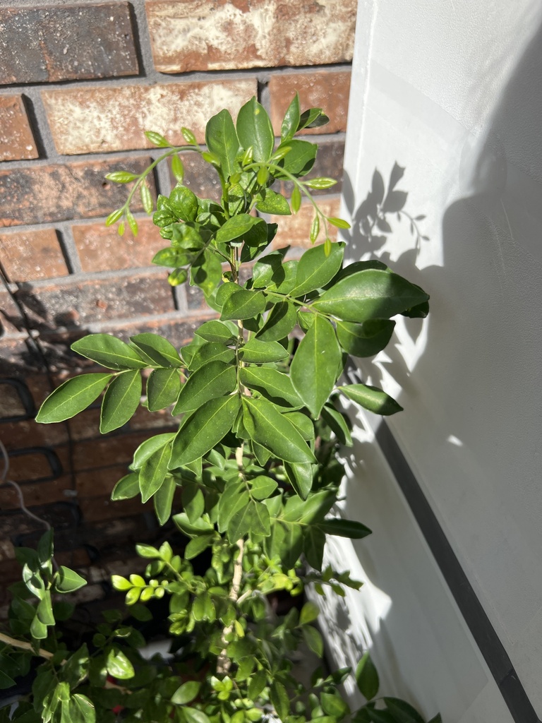 Orange Jasmine from Ralph St, Auburndale, FL, US on November 25, 2022 ...