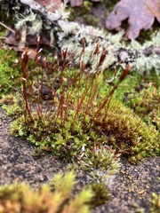 Tortula muralis