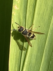 Ancistrocerus bustamente