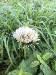Cirsium oleraceum
