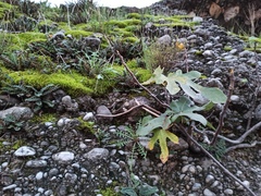 Ficus carica