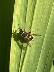 Ancistrocerus bustamente
