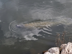 Trichechus manatus latirostris