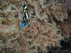 Pomacanthus arcuatus