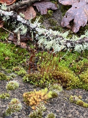 Tortula muralis