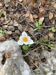 Crocus hyemalis