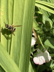 Ancistrocerus bustamente
