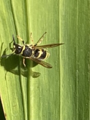 Ancistrocerus bustamente