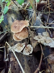 Collybiopsis dichroa