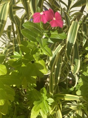 Catharanthus roseus