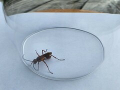 Sphictostethus nitidus