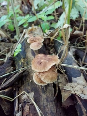 Collybiopsis dichroa