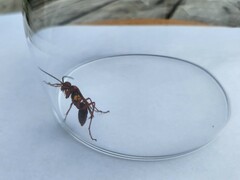 Sphictostethus nitidus