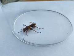 Sphictostethus nitidus