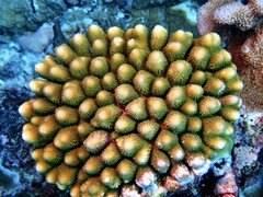 Acropora monticulosa