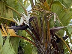 Strelitzia nicolai