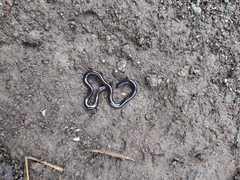 Indotyphlops braminus