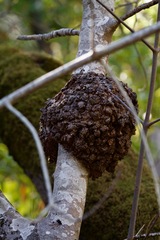 Agrobacterium radiobacter