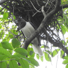 Cyanocorax cristatellus