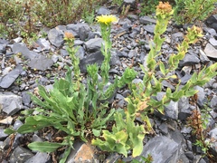 Grindelia greenmanii