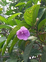 Brunfelsia pauciflora