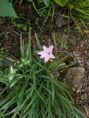 Zephyranthes rosea