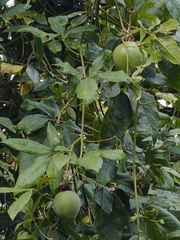 Passiflora incarnata × cincinnata