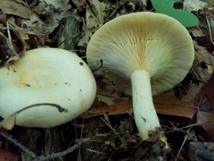 Lactarius yazooensis