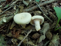Lactarius yazooensis