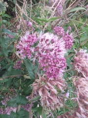 Campovassouria cruciata