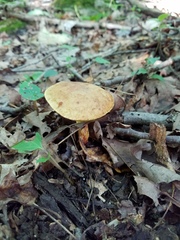 Hemileccinum