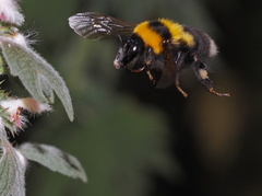 Bombus argillaceus