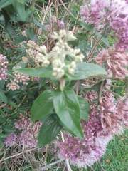 Campovassouria cruciata