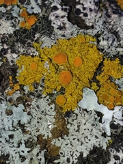 Xanthomendoza