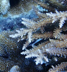 Acropora
