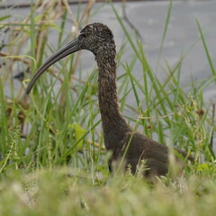 Plegadis falcinellus