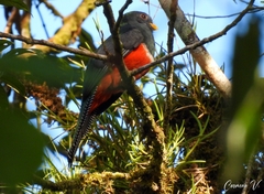 Trogon collaris