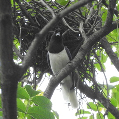 Cyanocorax cristatellus