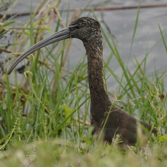Plegadis falcinellus