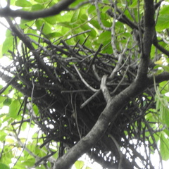 Cyanocorax cristatellus