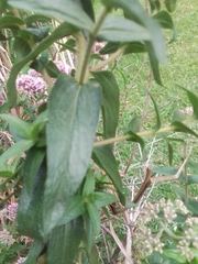 Campovassouria cruciata