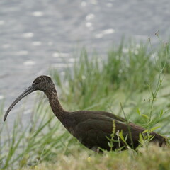 Plegadis falcinellus