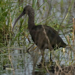 Plegadis falcinellus