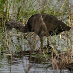 Plegadis falcinellus