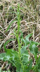 Rumex crispus