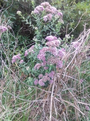 Campovassouria cruciata