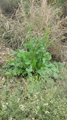 Rumex crispus