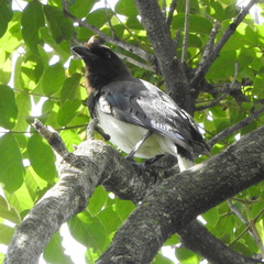 Cyanocorax cristatellus