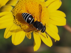 Odynerus spinipes