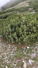 Pinus culminicola